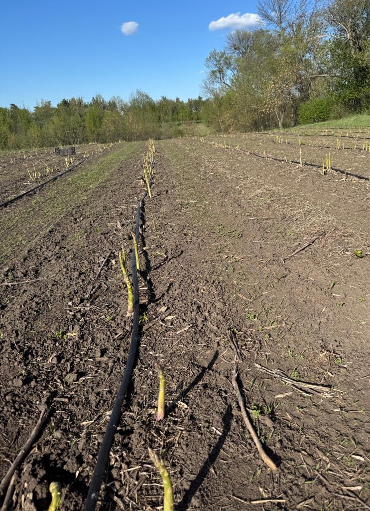 Як виростити органічний бізнес: інтерв’ю із засновницею Nuts'N'Garden Ніною Смирновою