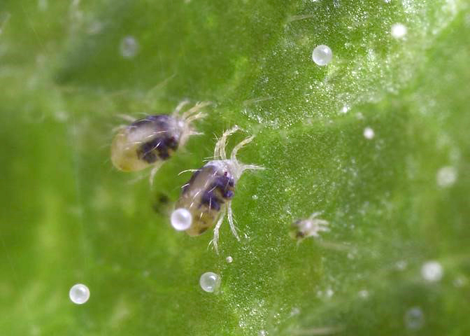 Вертимек 018 SL. Вдосконалений захист сої від павутинних кліщів.