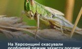 На Херсонщині скасували особливий режим захисту рослин – вогнища сарани ліквідовано