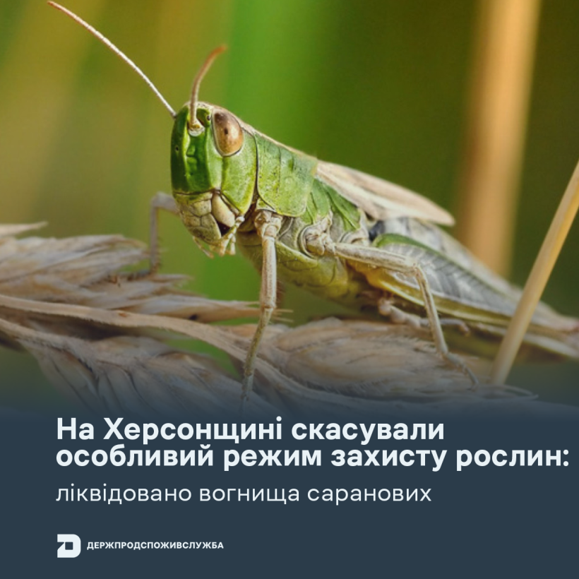 На Херсонщині скасували особливий режим захисту рослин – вогнища сарани ліквідовано
