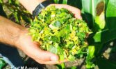 На полях ТАС АГРО ЗАХІД стартувала заготівля силосу