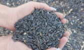 На елеватор Tekom Agro Group надійшов соняшник нового врожаю 2025 року