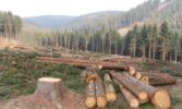 Боротьба з вирубкою лісів під загрозою: ЄС відклав ухвалення ключового регламенту