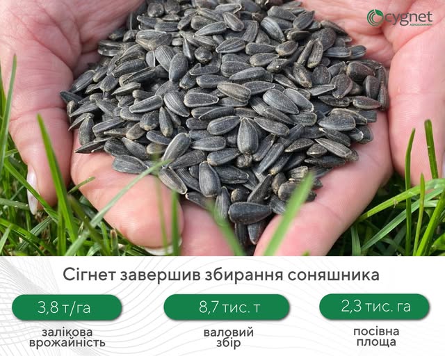 «Сігнет» зібрав рекордний урожай соняшнику — 3,8 т/га