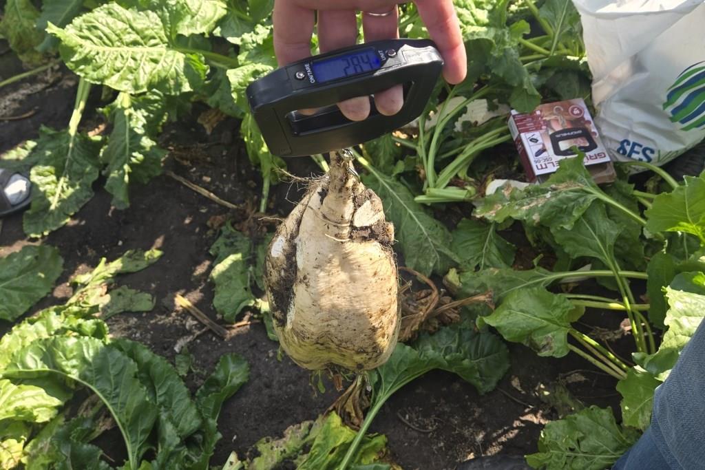 Цукровий буряк – оновлення, об’єднання, демонстрація