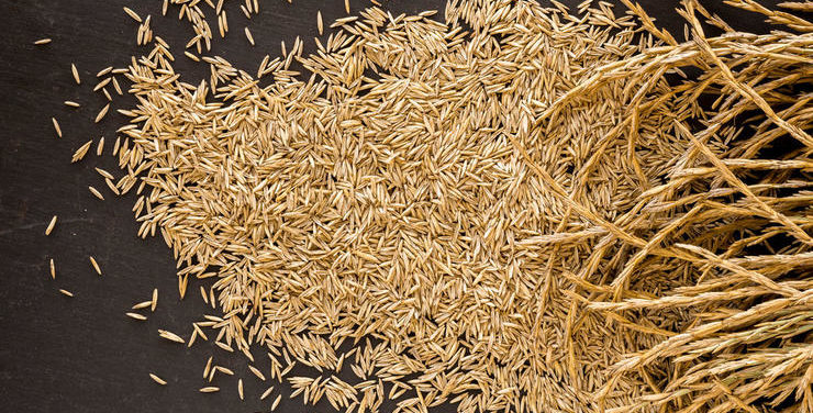 На Хмельниччині зібрали перший урожай унікальної пшениці Кернзи