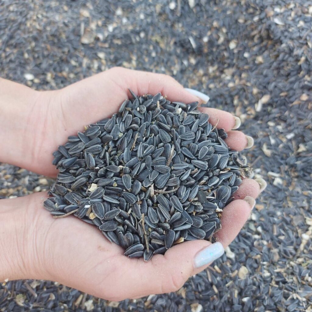 На елеватор Tekom Agro Group надійшов соняшник нового врожаю 2025 року