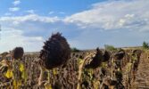 На Одещині добігає кінця збирання соняшнику: аграрії фіксують серйозний недобір урожаю
