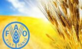 ФАО прогнозує рекордне зростання світового виробництва зернових у 2025 році — до 2,97 млрд тонн