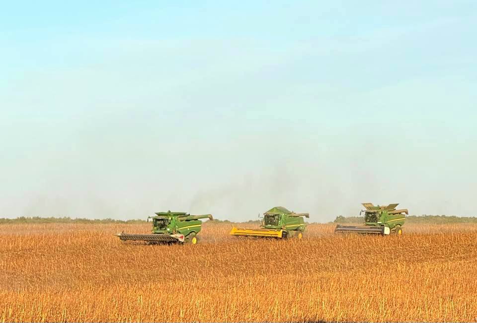 В Tekom Agro Group завершили збирання соняшнику: обмолочено 100% посівів і розпочато осінню посівну кампанію