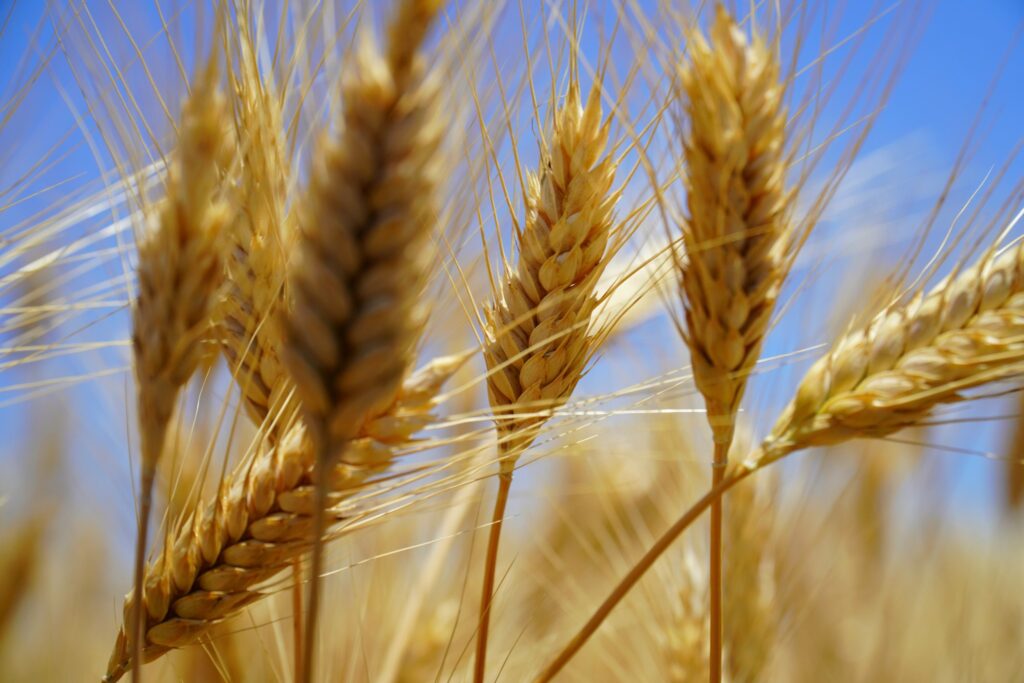 Tekom Agro Group розширює посіви твердої пшениці та додає новий сорт “Гардемарин”