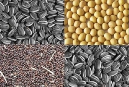 Дощі затримали жнива: зростають ціни на соняшник і ріпак, експорт залишається обмеженим