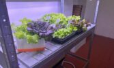 У Рейському ліцеї на Житомирщині відкрили «зелену лабораторію» для вирощування рослин без ґрунту