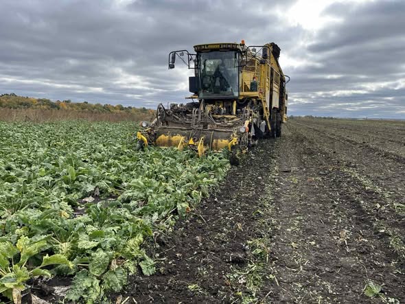 МХП-Урожай Центральний Хаб успішно завершив збирання цукрового буряку з високою цукристістю
