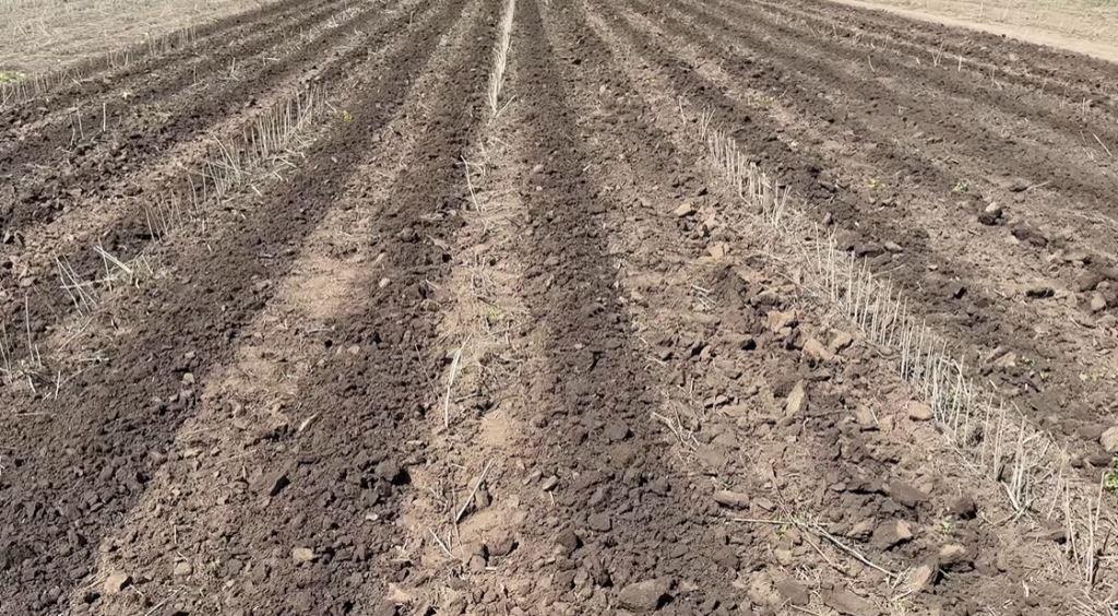 Кукурудза з шурфу: який з 4 ґрунтообробітків спрацював найкраще?