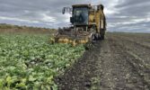 МХП-Урожай Центральний Хаб успішно завершив збирання цукрового буряку з високою цукристістю