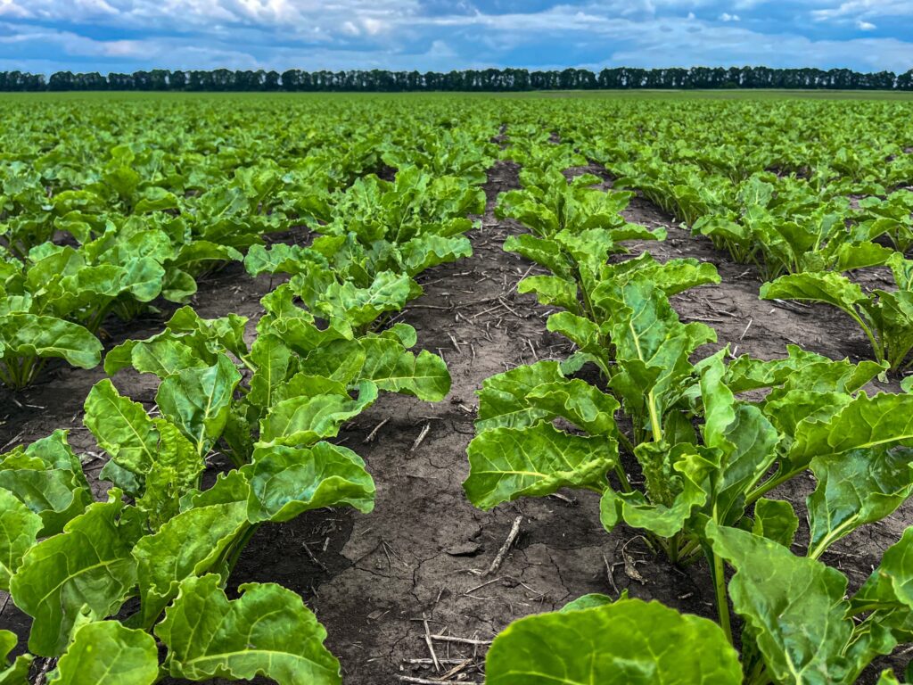 Філія «Рідний край» МХП завершила збирання цукрового буряку: отримано понад 5 тис. тонн цукру