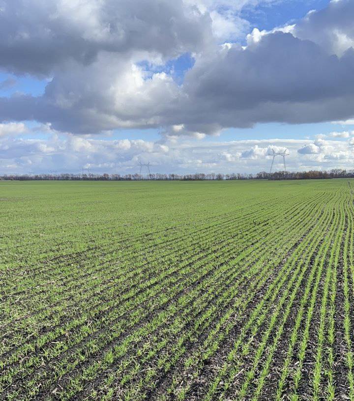 Озима пшениця Групи АГРОТРЕЙД демонструє рівномірні сходи та відмінний стан посівів