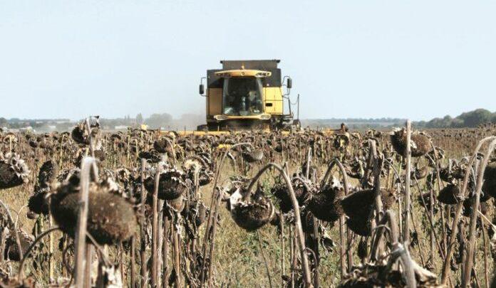 Затяжні опади сповільнили жнива: «Астарта» завершує збір та зменшує посіви пшениці