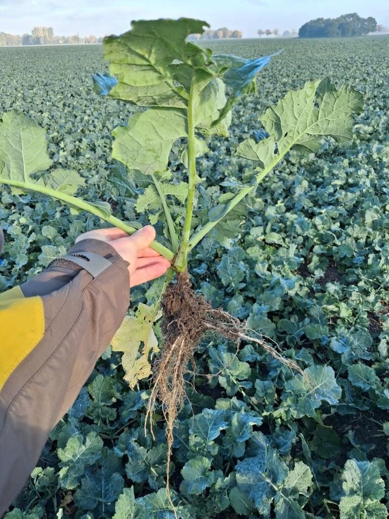 BEDNAR MATADOR