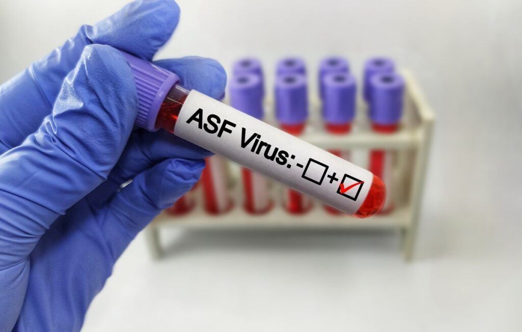 В Іспанії — нові спалахи АЧС: загроза експорту та посилення координації в межах Європейського консорціуму. Україна активізує взаємодію