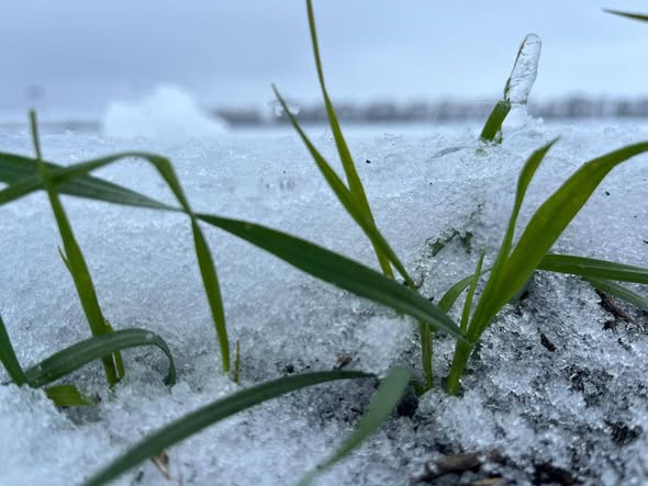 Озима пшениця Групи АГРОТРЕЙД успішно зимує під снігом