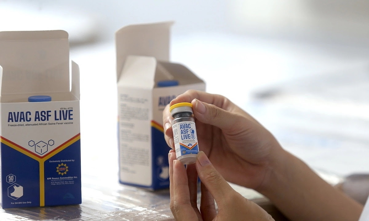 FAO проти міфів: вакцини від АЧС – науковий прорив, а антивакцинаторство шкодить свинарству