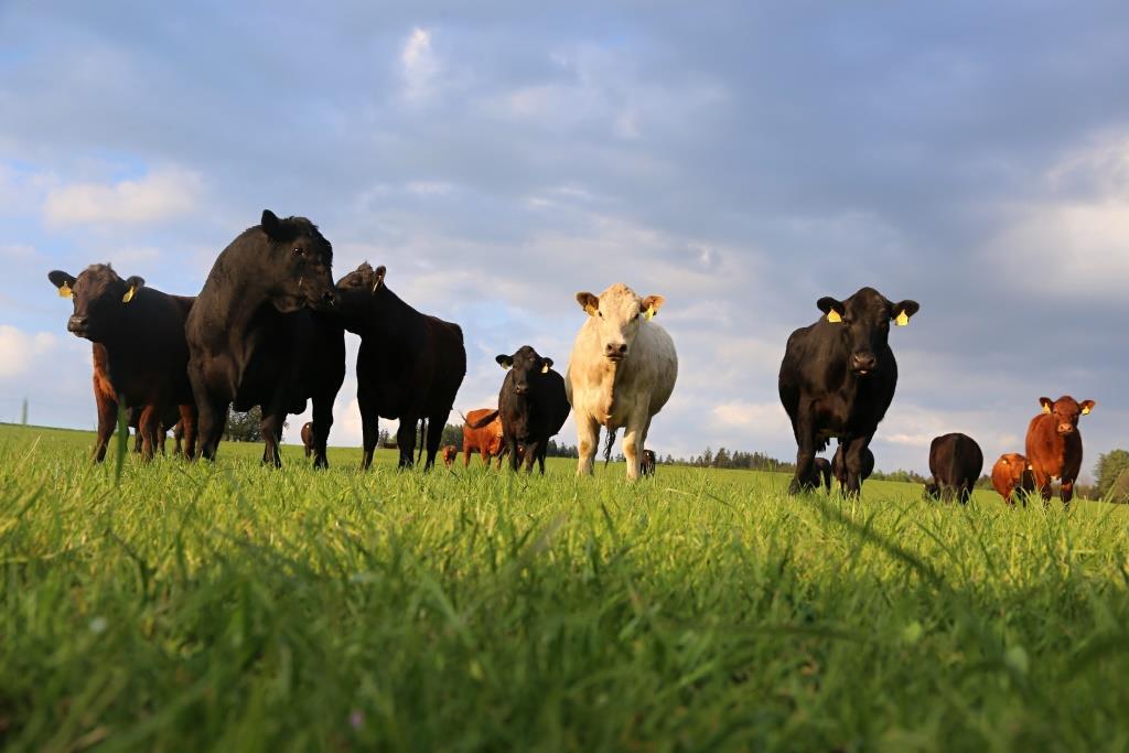 Сільське господарство Чехії — від спадщини до сучасності