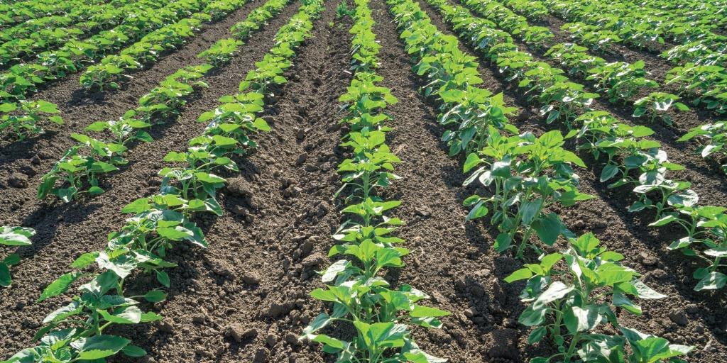 Складові ефективного ґрунтового захисту