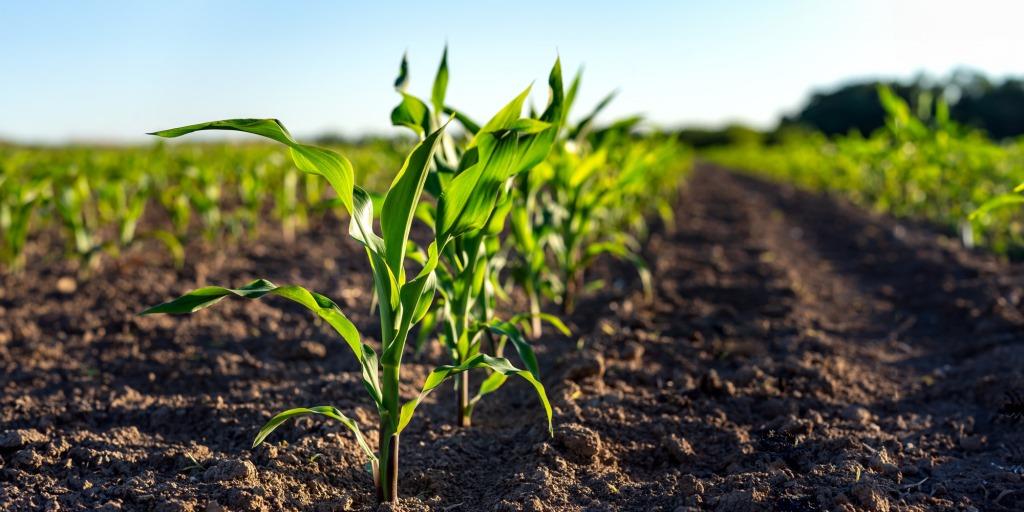 «Чистий» старт для ярих культур