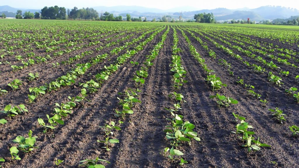 Гербіцид Баундарі® — безпечний старт для сої!