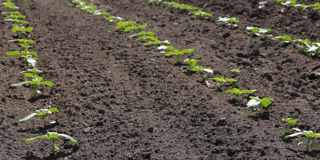 Базовий гербіцидний захист як передумова врожайності