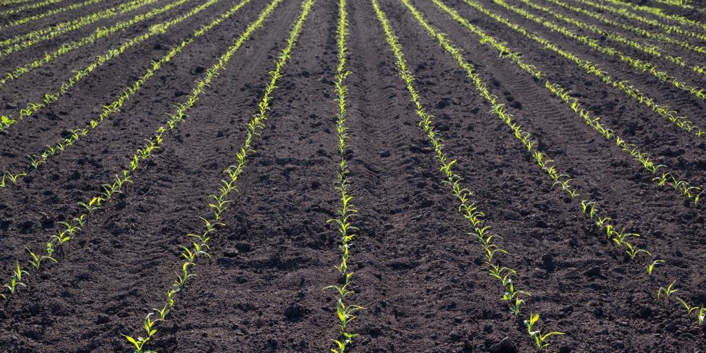 Базовий гербіцидний захист кукурудзи