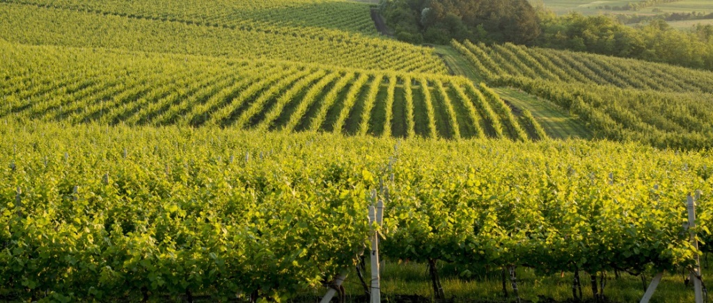 Сільське господарство Молдови: історія, сучасність та стратегічний потенціал