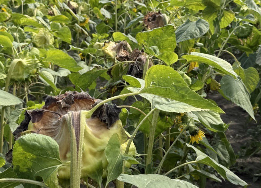 Як зберегти врожай соняшнику та сої: аграрії у Львові обговорили шляхи захисту полів