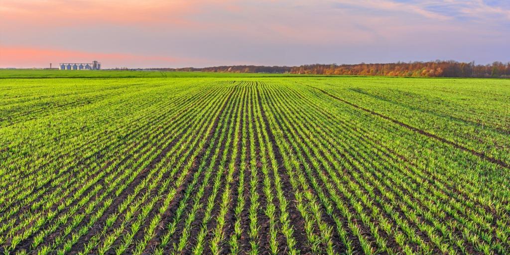 Контроль дводольних бур’янів у посівах зернових та гороху