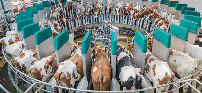 В Україні збудують найбільшу у світі роботизовану молочну ферму