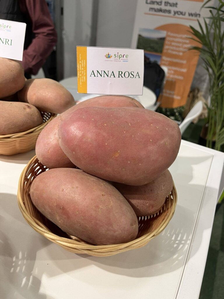 В Україні офіційно зареєстровано французький сорт картоплі Анна Роза