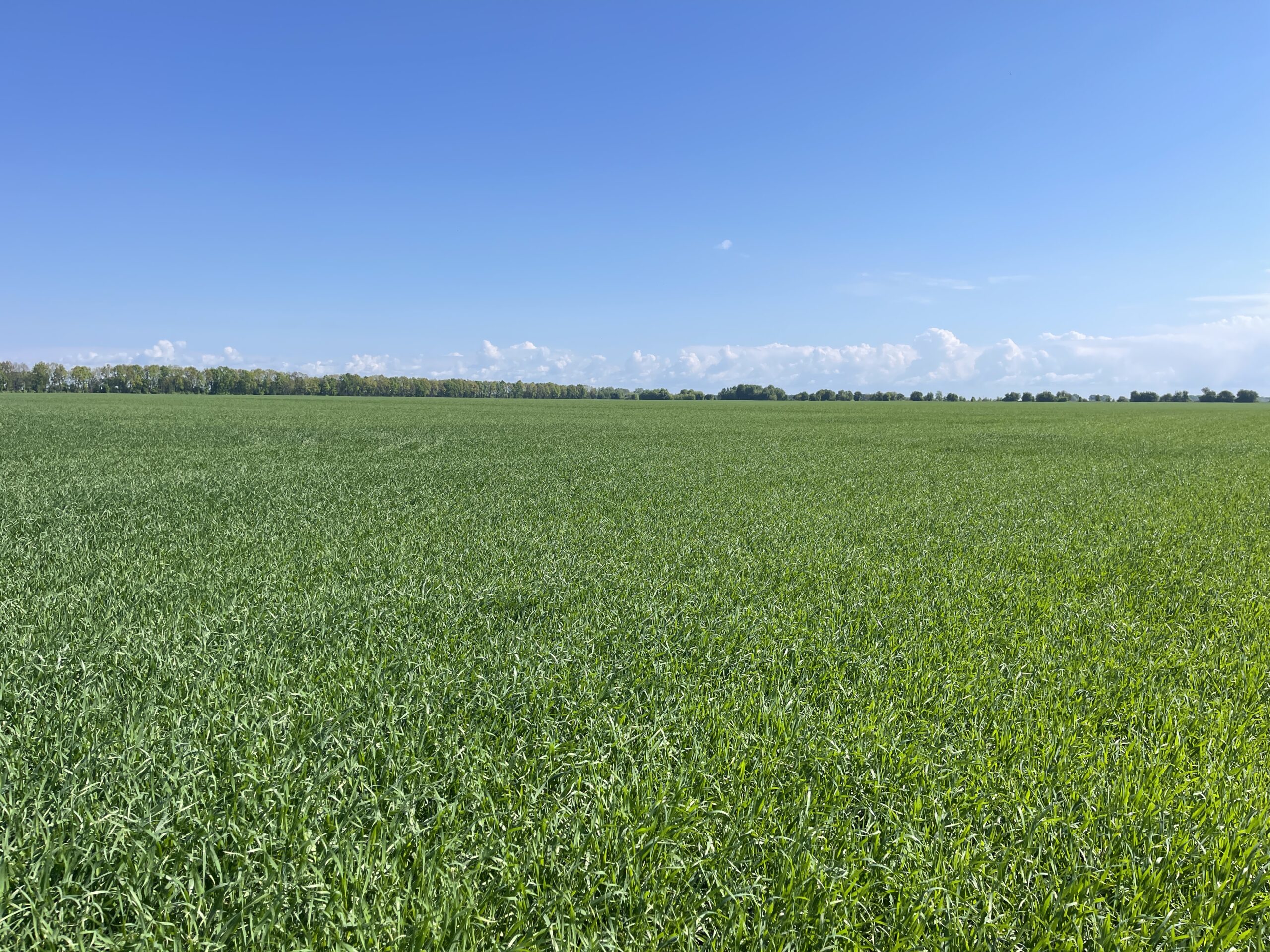Польове порівняння: яка сівалка дала найкращий результат