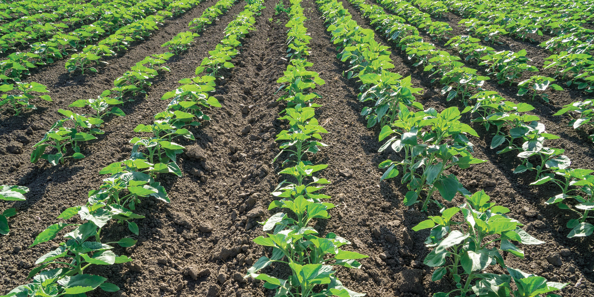 «Зелене світло» для старту пізніх ярих культур