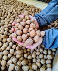 Як будується бренд органічної продукції в Україні: досвід виробника волоських горіхів ТОВ «Їжа для роздумів»