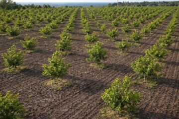 Як будується бренд органічної продукції в Україні: досвід виробника волоських горіхів ТОВ «Їжа для роздумів»