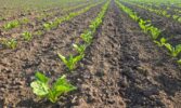 UBS (United Beet Seeds) – об'єднані, оновлені, посилені, бажані у світі… НАСІННЯ ЦУКРОВОГО БУРЯКА