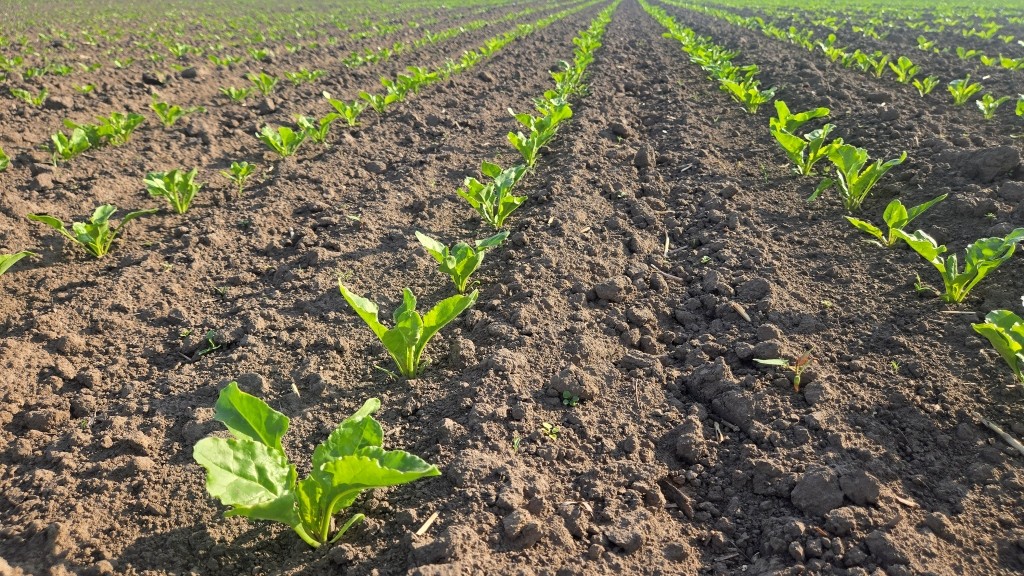 UBS (United Beet Seeds) – об'єднані, оновлені, посилені, бажані у світі… НАСІННЯ ЦУКРОВОГО БУРЯКА