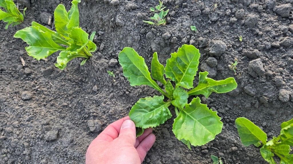 UBS (United Beet Seeds) – об'єднані, оновлені, посилені, бажані у світі… НАСІННЯ ЦУКРОВОГО БУРЯКА