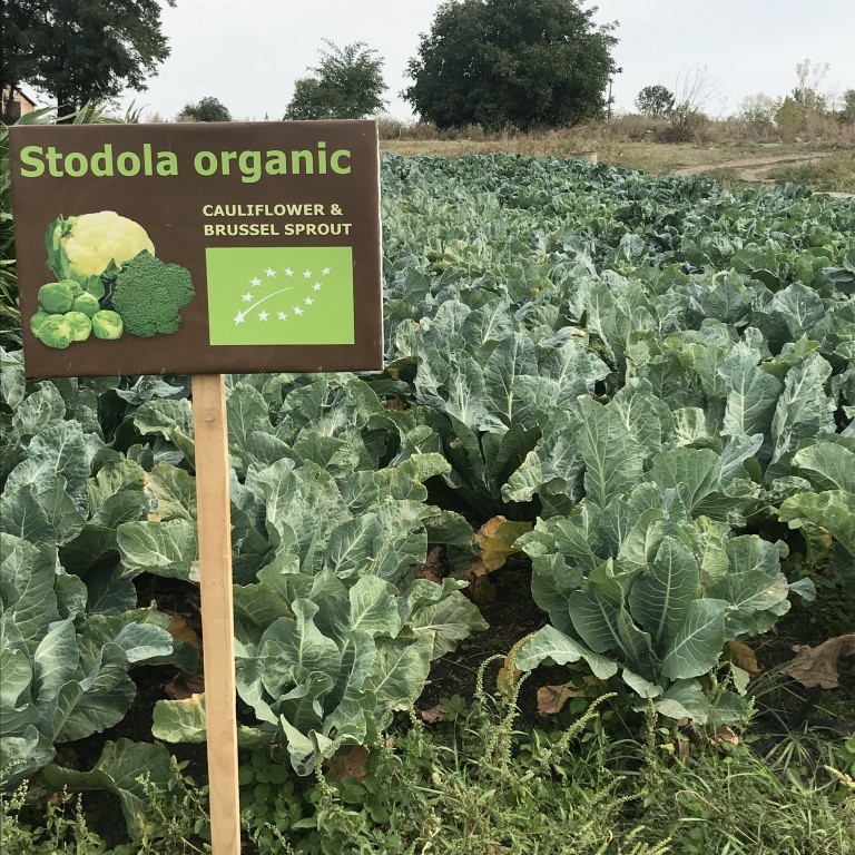 Стійкість виробника органічної продукції прифронтової Миколаївщини: як бренд «Стодола» створює продукти з вищою доданою вартістю в умовах викликів