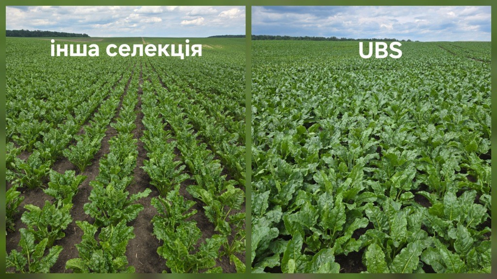 UBS (United Beet Seeds) – об’єднані, оновлені, посилені, бажані у світіНасіння цукрового буряку, яке демонструє значну перевагу
