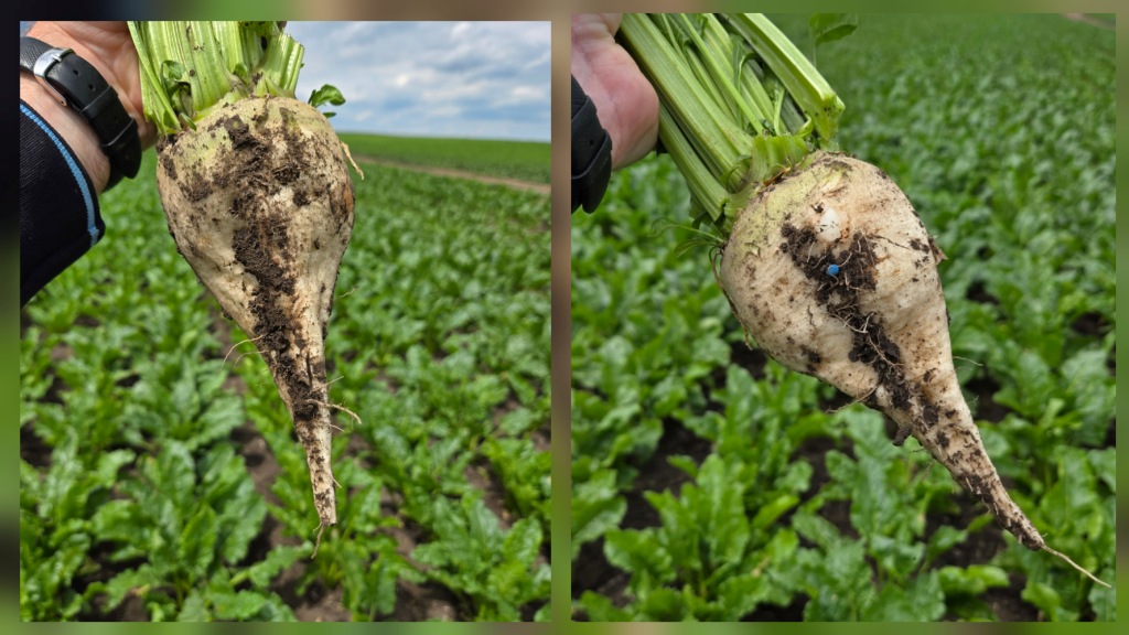 UBS (United Beet Seeds) – об’єднані, оновлені, посилені, бажані у світіНасіння цукрового буряку, яке демонструє значну перевагу
