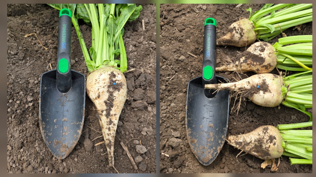 UBS (United Beet Seeds) – об’єднані, оновлені, посилені, бажані у світіНасіння цукрового буряку, яке демонструє значну перевагу
