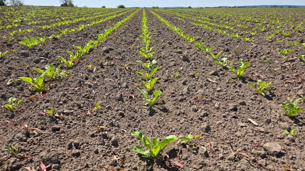 UBS (United Beet Seeds) – об’єднані, оновлені, посилені, бажані у світіНасіння цукрового буряку, яке демонструє значну перевагу
